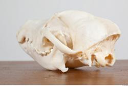 Skull III